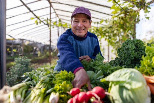 farmer selling organic vegetables at a farmer's market - garden decoration photos et images de collection