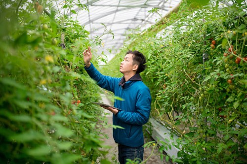 farmer using a digital tablet in a greenhouse - food stock pictures, royalty-free photos & images