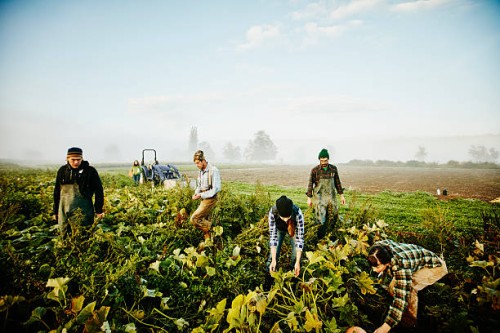 farmers harvesting organic squash in field - food stock pictures, royalty-free photos & images