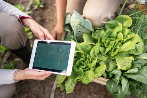 farmers using digital tablet app for smart farming in greenhouse - food stock pictures, royalty-free photos & images