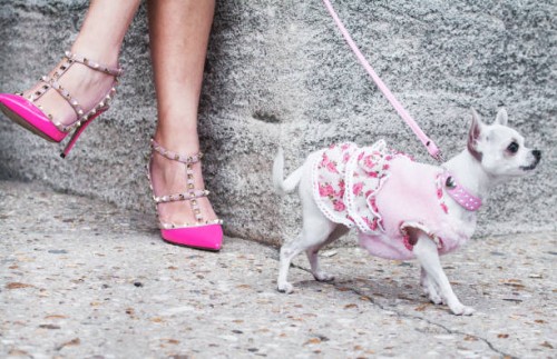 fashion girls on the walk with chihuahua - fashion week stock pictures, royalty-free photos & images