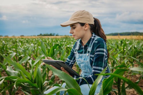 female agronomist examining leaves of corn crops while using digital tablet - food stock pictures, royalty-free photos & images