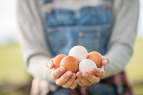 female egg farmer - food stockfoto's en -beelden