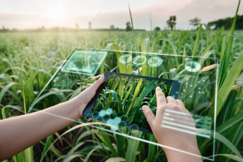 female farm worker using digital tablet with virtual reality artificial intelligence (ai) for analyzing plant disease in sugarcane agriculture fields. technology smart farming and innovation agricultural concepts. - food stoc