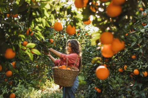 female farmer gardener in red shirt smiling and standing under orange tree plant that ready for harvest in orange garden field in summer sunny day. - food stock pictures, royalty-free photos & images