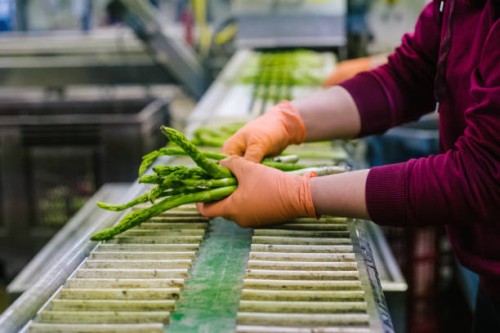 female hands in protective gloves sort asparagus at production line - food stock pictures, royalty-free photos & images