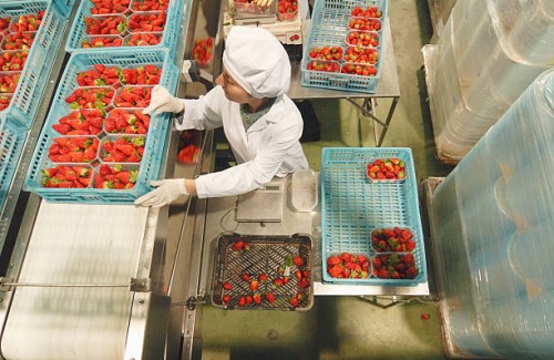 female worker working in food production factory, overhead view - food stock pictures, royalty-free photos & images