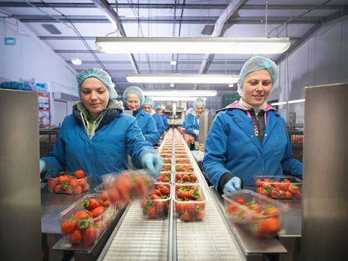 female workers packing fresh strawberries into trays on fruit farm - food stock pictures, royalty-free photos & images