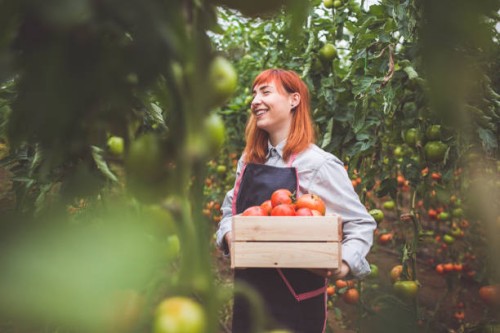 femme heureuse la cueillette des tomates mûres - food photos et images de collection