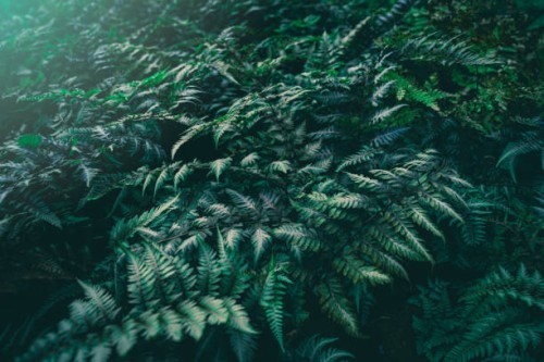 ferns - garden decoration stock pictures, royalty-free photos & images