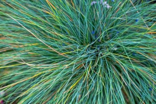 festuca ovina glauca elijah blue - garden decoration stock pictures, royalty-free photos & images