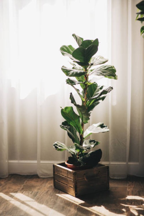 ficus lirata bambino in a pot on a white background. growing potted house plants, green home decor, care and cultivation - garden decoration stock pictures, royalty-free photos & images