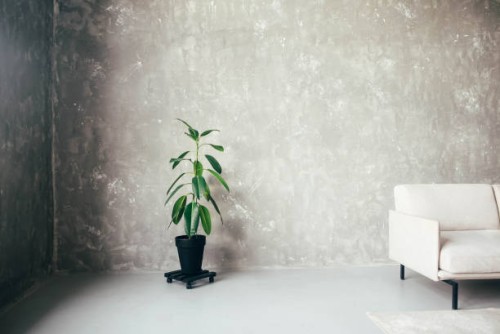 ficus with large leaves on a gray background. - garden decoration stock pictures, royalty-free photos & images