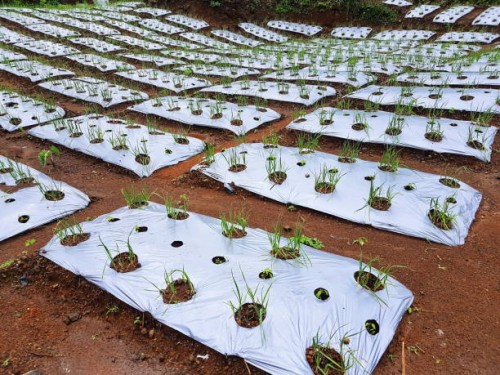 field of garlic - garden decoration stock pictures, royalty-free photos & images