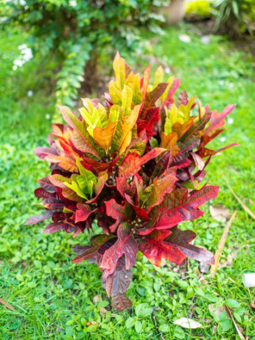 fire croton, garden croton, or variegated croton (codiaeum variegatum), plant with differents colors in medellin, antioquia / colombia - garden decoration stock pictures, royalty-free photos & images