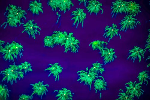 fire flys - garden decoration stock pictures, royalty-free photos & images