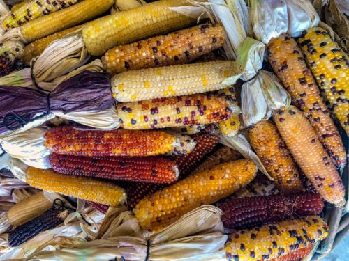 flint corn as outdoor fall decor - garden decoration stock pictures, royalty-free photos & images