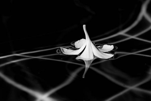 floating flower - garden decoration stock pictures, royalty-free photos & images