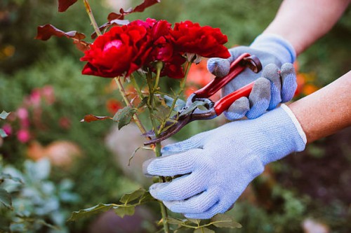 florist prepares roses for decoration - garden decoration stock pictures, royalty-free photos & images