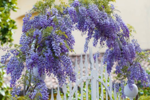 flower arch with fence - garden decoration stock pictures, royalty-free photos & images