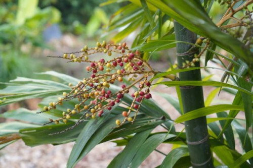 flower betel palm - garden decoration stockfoto's en -beelden