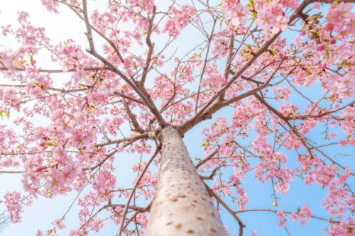 flower bloom in spring, flower background - garden decoration stock pictures, royalty-free photos & images