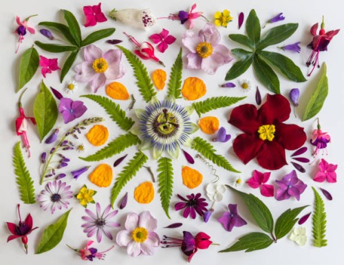 flower flat lay - summer in a dutch garden - garden decoration stock pictures, royalty-free photos & images