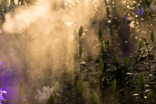 flower garden, nature background - garden decoration stock pictures, royalty-free photos & images