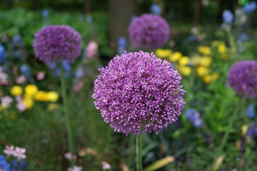flower head of allium giganteum - garden decoration stock pictures, royalty-free photos & images