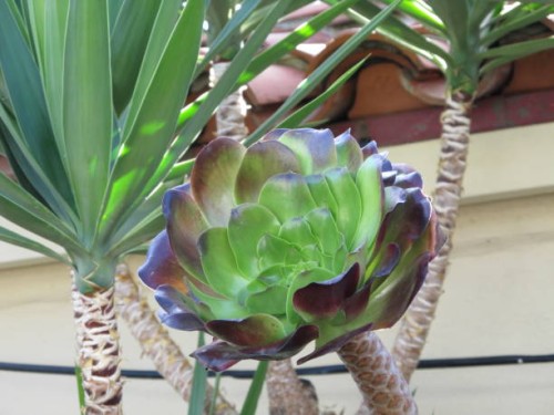 flower macro - garden decoration stock-fotos und bilder