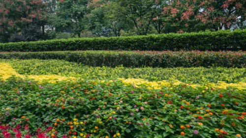 flowerbeds of flowers of different colors. - garden decoration stock pictures, royalty-free photos & images
