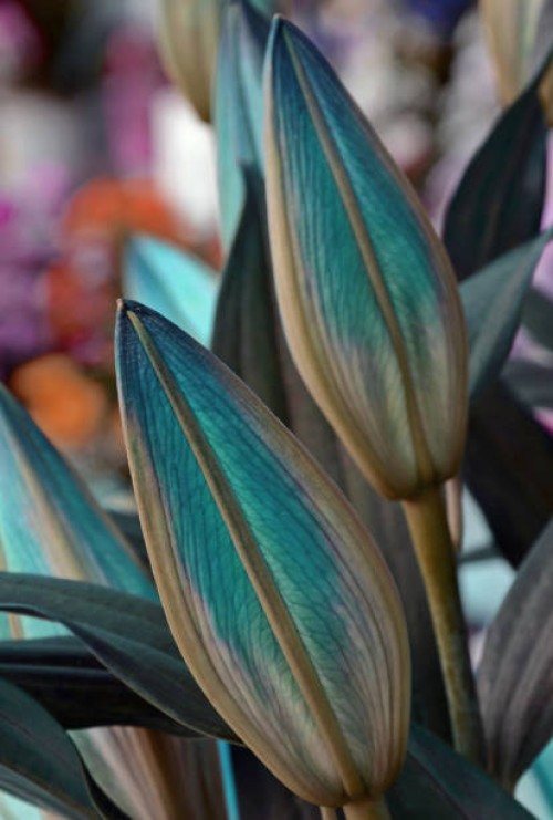 flowers - garden decoration stock-fotos und bilder