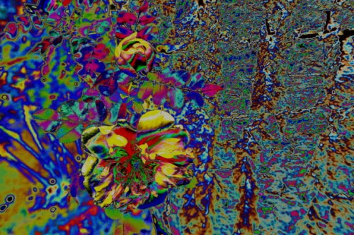 flowers - garden decoration stock pictures, royalty-free photos & images