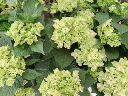 flowers are abundant in hydrangea flower beds in gardens. - garden decoration stock pictures, royalty-free photos & images