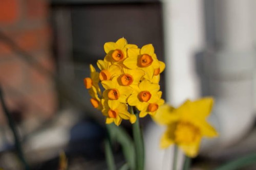 flowers from our garden 10 - garden decoration stock pictures, royalty-free photos & images