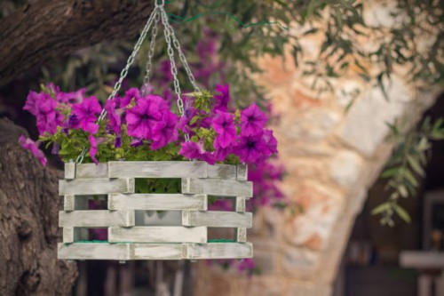 flowers growing in a hanging basket - garden decoration stock pictures, royalty-free photos & images