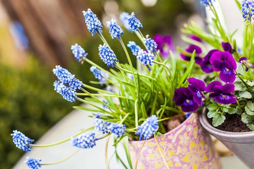 flowers in garden - garden decoration stock pictures, royalty-free photos & images