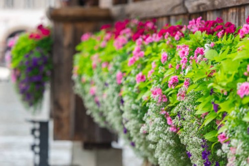 flowers on the chapel bridge in lucerne - garden decoration stock-fotos und bilder