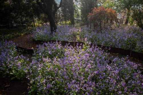 footpath with blooming purple cruciferous flowers - garden decoration stockfoto's en -beelden