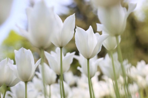 fragile white tulip flowers against greenery meadow background, low angle view - garden decoration stock pictures, royalty-free photos & images