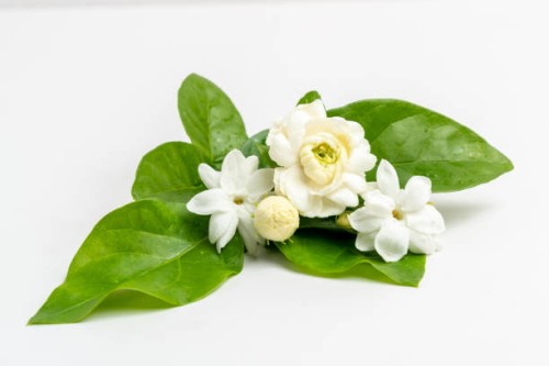 frame border stacked jasmine white flower with green leave for aroma oil isolated on white background. - garden decoration stock pictures, royalty-free photos & images
