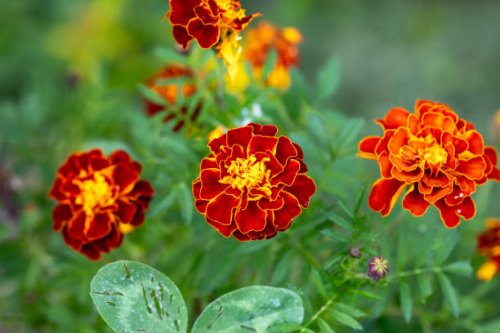 french marigold flowers - garden decoration stock pictures, royalty-free photos & images