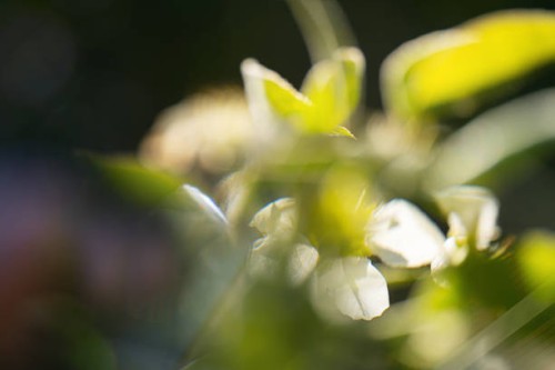 fresh green leaves, white flower bud and sunlight. abstract concept of natural product and nature. - garden decoration stock pictures, royalty-free photos & images