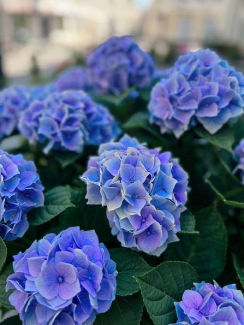 fresh vibrant blue hydrangea in the city - garden decoration stockfoto's en -beelden