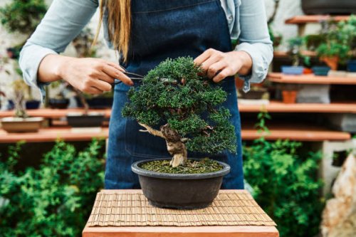 front and detail view of the hands of an unrecognizable woman pruning the leaves of a bonsai tree with a scissors in a garden nursery. - garden decoration stock pictures, royalty-free photos & images