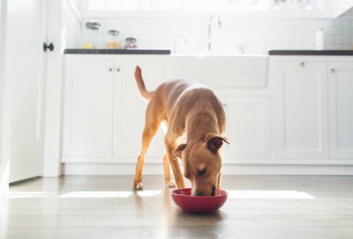 front view of tan coloured dog in kitchen eating from red bowl - food stock pictures, royalty-free photos & images