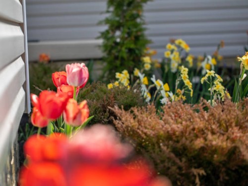 front yard in spring - garden decoration stock pictures, royalty-free photos & images
