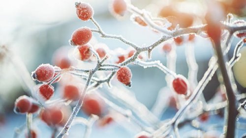 frozen dog rose on a cold dark winter day - garden decoration stock pictures, royalty-free photos & images