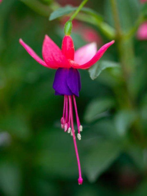 fuchsia flower in bloom - garden decoration stock pictures, royalty-free photos & images