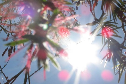 fuego _s2_ - garden decoration stock pictures, royalty-free photos & images